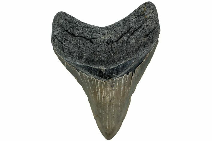 Fossil Megalodon Tooth - North Carolina #221896